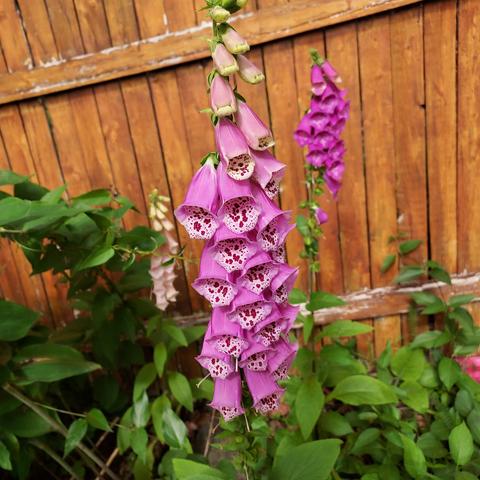 pink foxgloves