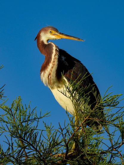 A tri-color heron is perched on the top of a tree looking to the right over his shoulder