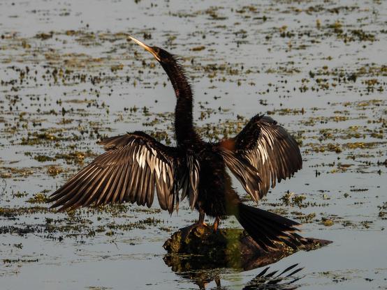 An anhinga is standing on a log in the pond, their wings spread wide to dry