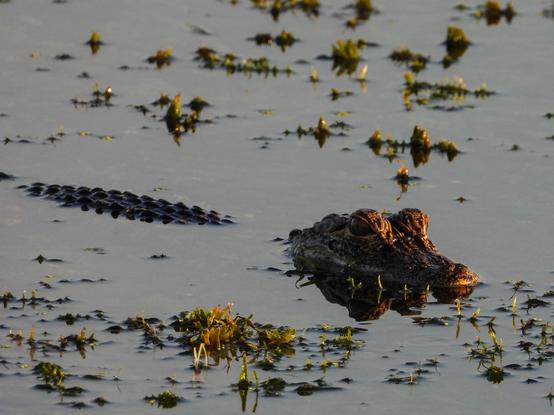 A small alligator floats at the top of the pond