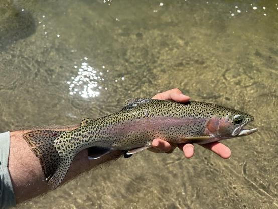 Upper Kern fishing great