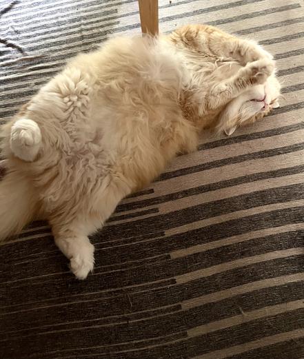 Gus, belly exposed sleeping laissez faire on the rug. No cares necessary.