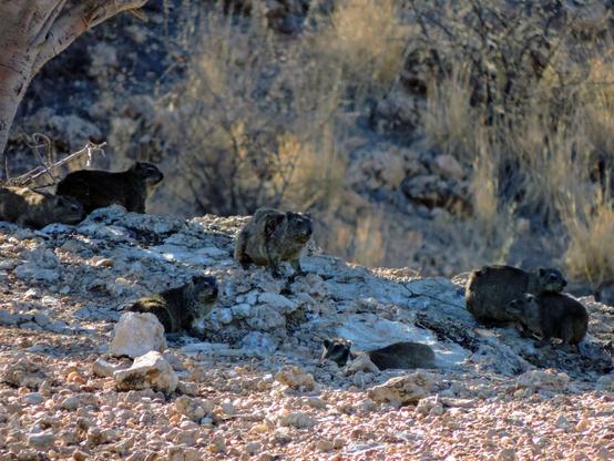 Das Bild zeigt eine Gruppe von Klippschliefern, die sich auf einem sonnendurchfluteten Felsen zusammendrängen. Die kleinen, rundlichen Tiere mit braunem, dichtem Fell sitzen in entspannter Haltung und beobachten ihre Umgebung. Im Hintergrund ist ein karger, steiniger Hang mit vereinzelter Vegetation und ein ausladender Baum am Bildrand zu sehen. Die Szene vermittelt den Eindruck einer warmen, trockenen Landschaft – dem natürlichen Lebensraum dieser Tiere.
