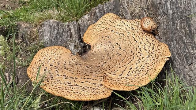 A large bracket fungus on an old, wide tree stump that has been cut close to the ground. Grass is growing on top of it and around it. The fungus is like a large pale brown wonky dinner plate decorated with darker rings of dots and dashes.