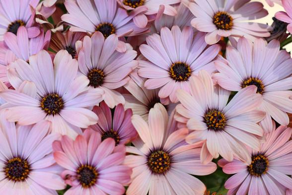 A close-up view of a bunch of African Daisy flowers. The flowers have light pink elongated oval petals and dark brown and orange centers.