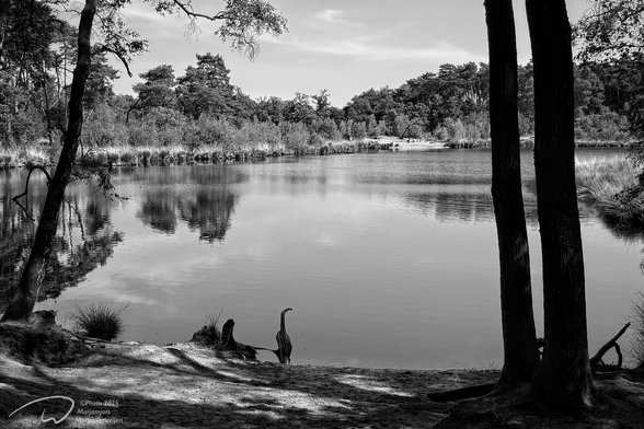 View of a fen in a nature reserve surrounded by trees and forests reflecting in the water.