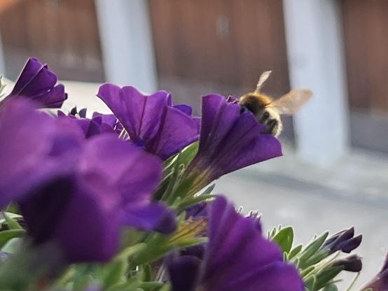 Ein Nahaufnahmebild von lila Blumen mit einer Biene, die in der Nähe einer der Blüten hobt. Der Hintergrund ist verschwommen und deutet auf einen Garten oder eine Außenumgebung hin.