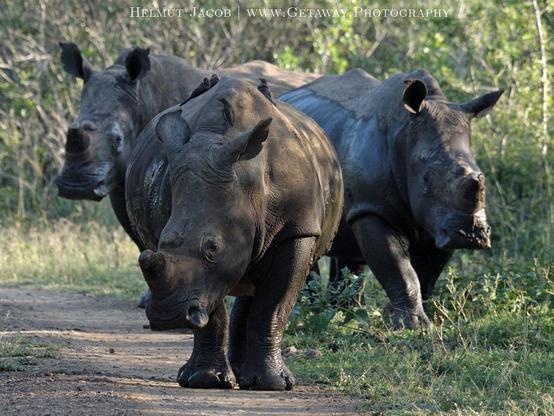 Three rhinos on the dirt road facing the camera in South Africa.