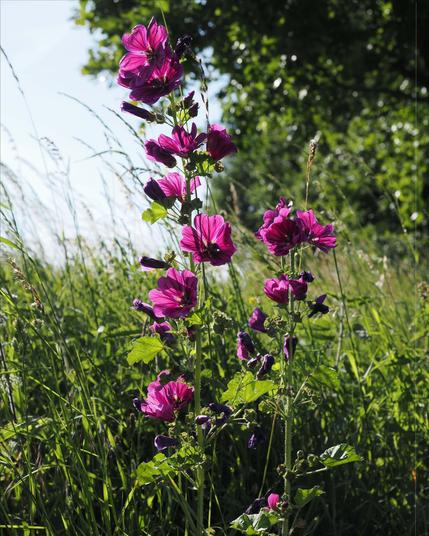 Tall stalks of purple mallow flowers with rich green leaves, set against a background of tall grasses and dense green foliage. Sunlight highlights the petals and leaves, creating contrast with the shaded areas beneath.