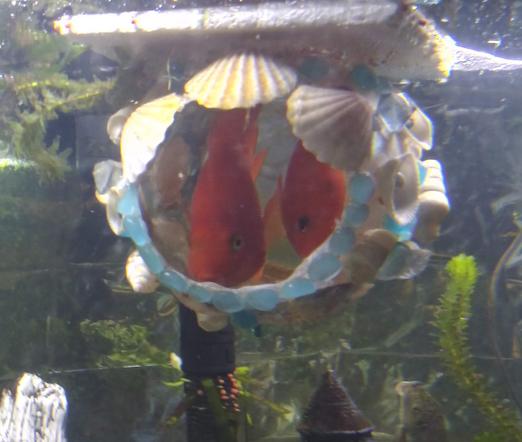 two blood parrot cichlids float in a large aquarium ornament habitat