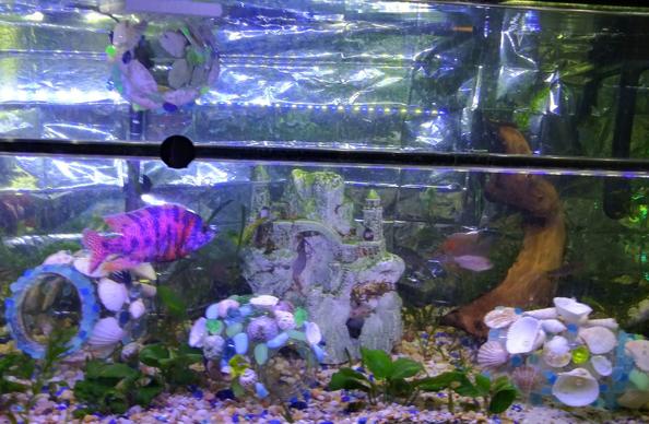 a large aquarium with a variety of hand created ornaments
