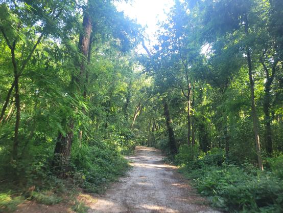 Un chemin en forêt, des grands feuillus, dont des chênes. Je ne reconnais pas les autres