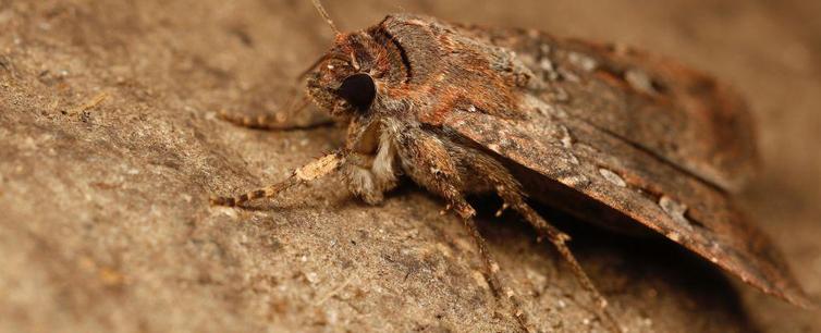 close-up photo of a brown moth