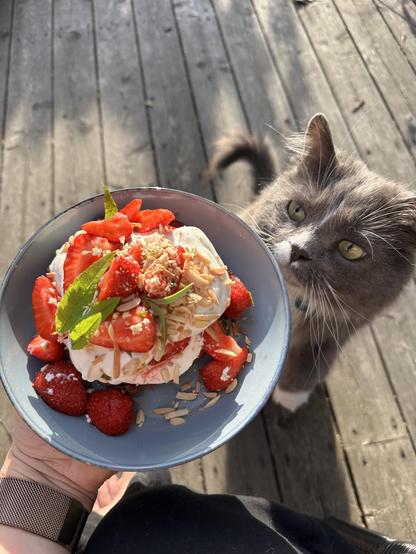 En tallrik med en efterrätt med jordgubbar och grädde och en grå och vit katt