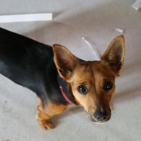 Petit chien