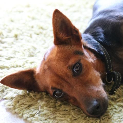 pinscher