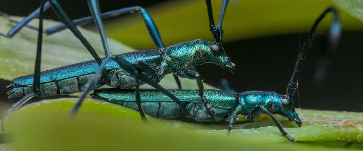 two blue beetles mating