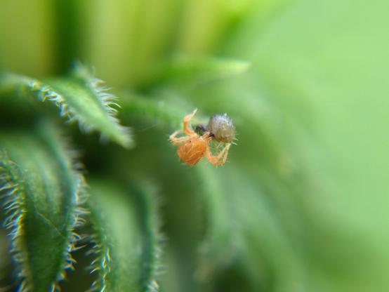 An orange-red whirligig mite on the tip of a pointy cup plant bud thingy, feeding on some blobby grey thing about its own size.