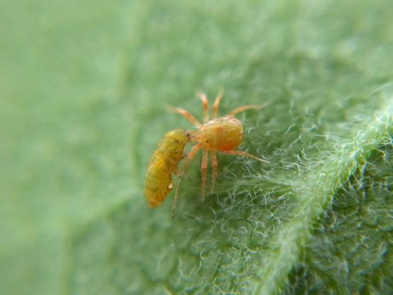A whirligig mite on the underside of a milkweed leaf, feeding on some kind of plant/seed bug nymph. It is turning yellowish-green from the colour of the bug.