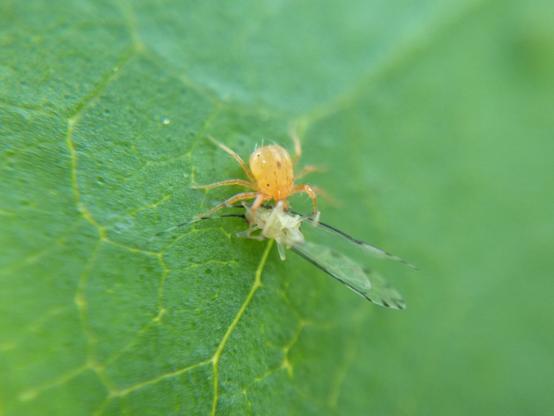 A whirligig mite eating some kind of pale true bug whose long translucent wings have borders of attractive black stripes.