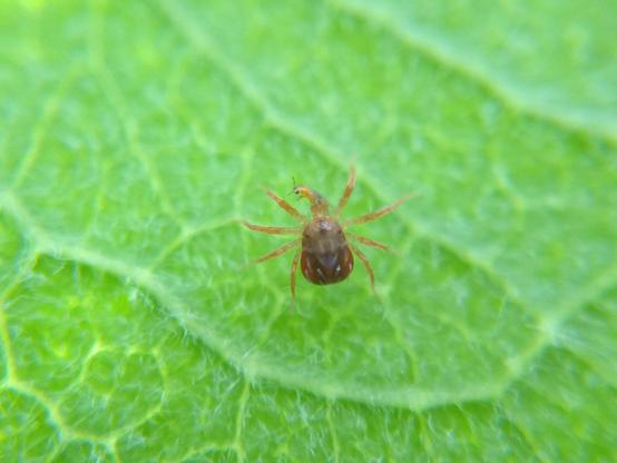A whirligig mite on a leaf eating a yellow thrips.