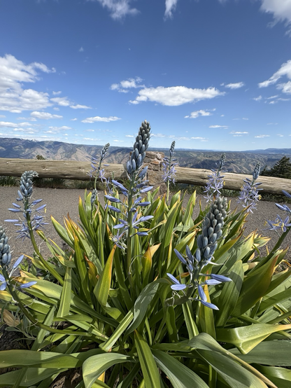 A bush of light blue Indian Hyacinth at a rest stop along the road. There is a log barrier at the edge behind the bush of flowers and beyond that painted hills and blue sky with clouds.