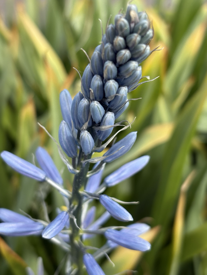Close-up of the lovely Indian Hyacinth blue buds.