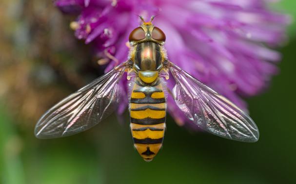 a hoverfly sat atop a purple flower, photographed from above