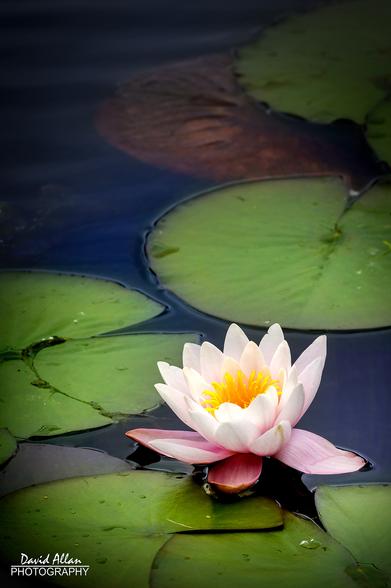 A single water lily in all its beauty, captured on a pond in North East England as the season of spring draws to a close.