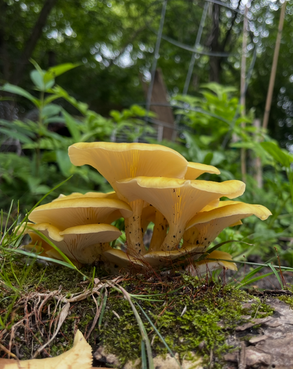 A lovely cluster of golden oysters growing from a misty log. A fern we call moose horn at home but it probably had a different  name arched overhead.
