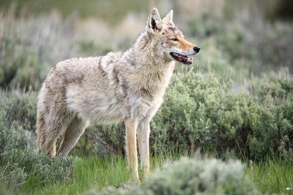 A photo of a coyote (Canis latrans) with a thick coat standing amongst scrubby bushes and green grass looking to the right with its mouth slightly open. It has a large recently dried bloody wound on the top of its head, but looks alert and relatively healthy otherwise.