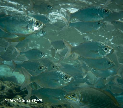 A cluster of silvery fish swim in unison on a shallow ocean reef.