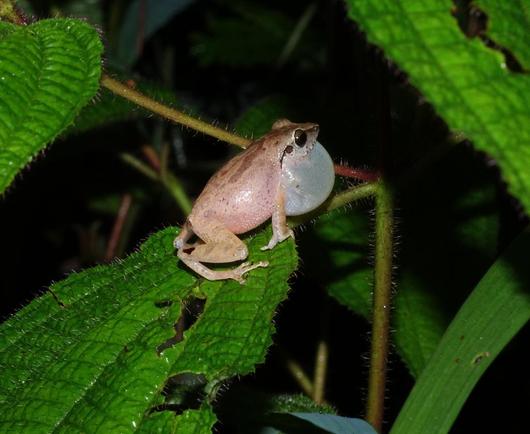 Photo of Pseudophilautus wynaadensis (Waynad bush frog) by oleg_kosterin. Attribution: (c) Oleg Kosterin, some rights reserved (CC BY).