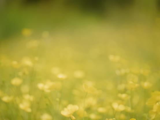 Artistic image using de-focused lens to create an impressionistic effect, portraying the vibrant yellow glow of a meadow filled with buttercups