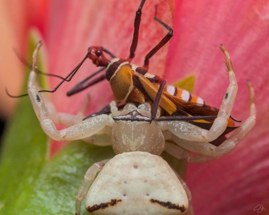 an assassin bug caught by a flower crab spider (thomisus blandus)