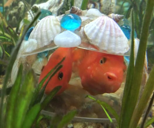 adorable blood parrots cuddling in a hand made aquarium habitat