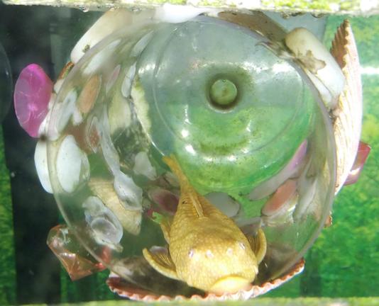 yellow pleco chills as he floats in a hand made floating ornament