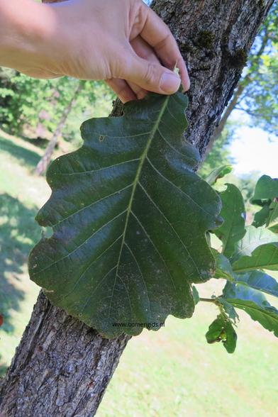 Photo of treespecies Quercus dentata : Category is kenmerk
