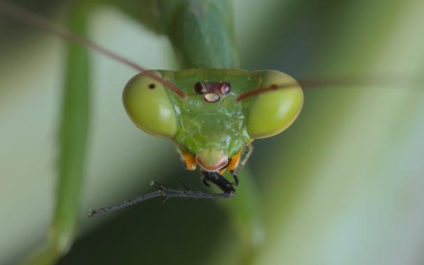 a south african mantis in the middle of eating the leg of a fly
