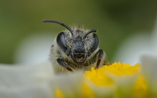 a bee with a broken antenna resting on a daisy
