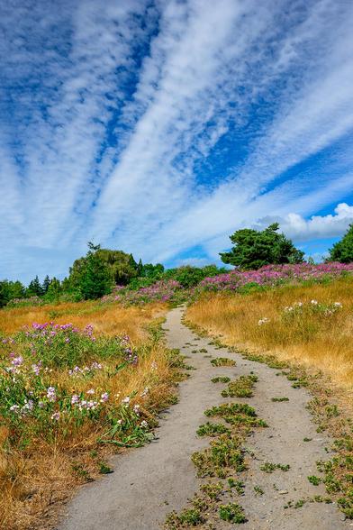 Color photo.  An earthen path with tufts of grass growing in the middle leads up from the bottom of the frame.  It curves slightly to the left before disappearing into a mass of magenta flowers and green trees at mid-frame.  On either side of the path is golden grass, dotted with tall clumps of magenta, pink, and white flowers.  The deep blue sky is filled with long lines of puffy white clouds matching the angle of the path below.