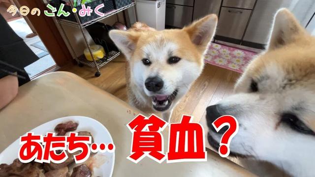 あたち…貧血？「みくの健康状態…」　今日のごん・みく　 秋田犬【ごん・みく チャンネル】