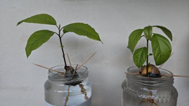 Due barattoli pieni d'acqua contengono un seme di avocado ciascuno. I semi sono stati infilzati da 4 stuzzicadenti per poter restare a galla. Si vedono le radici e le foglioline ora abbastanza grandi.