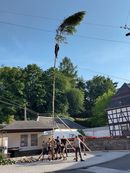 Eine Birke wird auf dem Dorfplatz aufgestellt. Statt den üblichen Maibaumverzierungen findet sich zum Johannistag eine an den Baum gewickelte Figur.