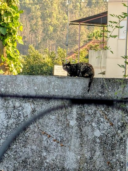 a mixed coloured cat on top of a wall with a train sign in the background