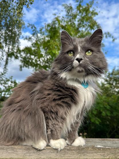 En vit och grå katt med gröna ögon sitter på ett träräcke framför en blå himmel med vita moln