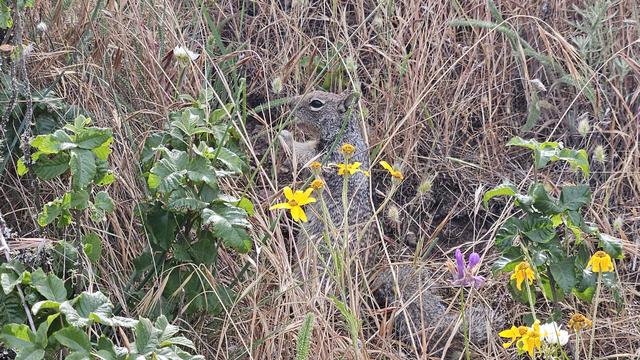 A squirrel sits on its haunches amidst and partially hidden by dry grasses, green leaves, burrs and wildflower on a slope.  Erect stem small shrubs with lobed oval leaves are poison oak, yellow long petaled aster are Oregon Sunshine, some long fronds of yarrow, a few white and one purple flower.