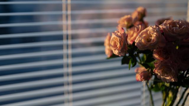 Bouquet of pink roses in soft focus, placed in front of partially open window blinds. The sunlight casts shadows and highlights on the flowers and blinds, creating a warm, serene atmosphere.