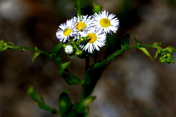 Vier Gänseblümchen. Der Hintergrund ist unkenntlich und dunkel.
Matzework