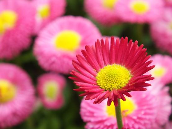 Eine Gruppe von pinkfarbenen Blumen mit leuchtend gelben Zentren, wobei eine Blume im Vordergrund scharf im Fokus steht, während die anderen leicht unscharf im Hintergrund zu sehen sind.